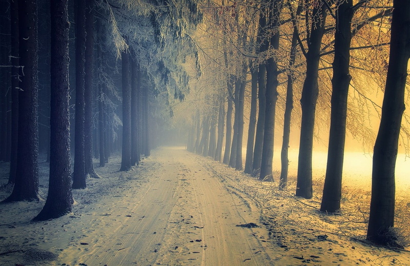 tranquility, green, tranquil scene, woodland, tree, dirt road, mist, fog, direction, sunlight, nature, leafed, landscape, the way forward, straight, no people