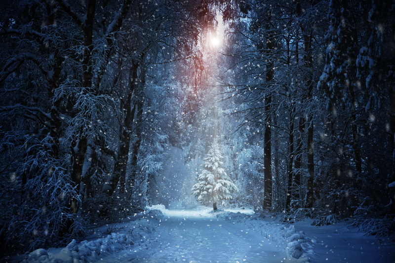 branch, tranquil Scene, footpath, night, outdoors, fir Tree, plant, cold - Temperature, cold temperature, 8K, sunlight, light - Natural Phenomenon