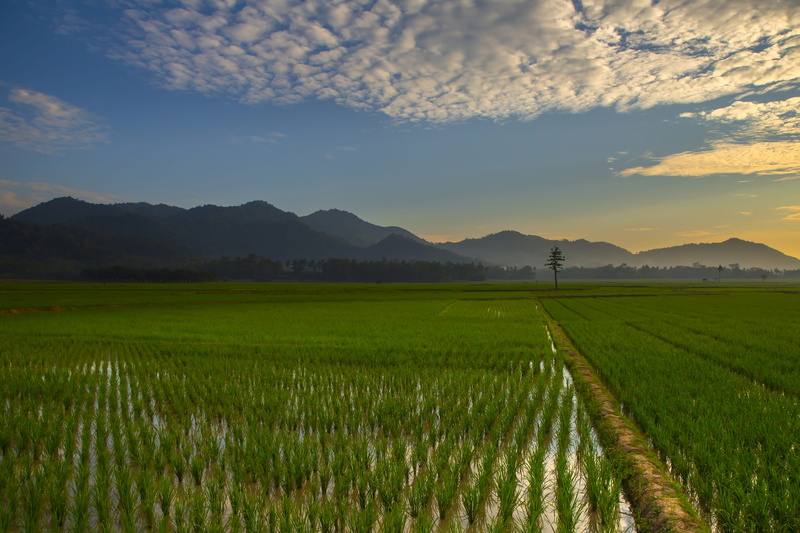 beauty in nature, no people, nature, tranquility, sky, mountain range, farm, plant, tranquil scene, rural scene, environment, outdoors, landscape, crop