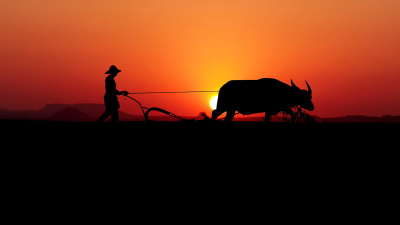 one person, silhouette, sunset, pets, plow, animal wildlife, orange color, 4K, outdoors, working animal, domestic, sky, mammal, side view, rice field