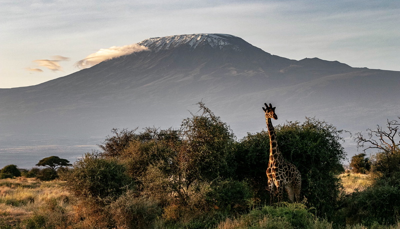 savannah, beauty in nature, mountain peak, mountain range, scenics - nature, environment, mountain, animal world, wilderness, sky, travel destinations
