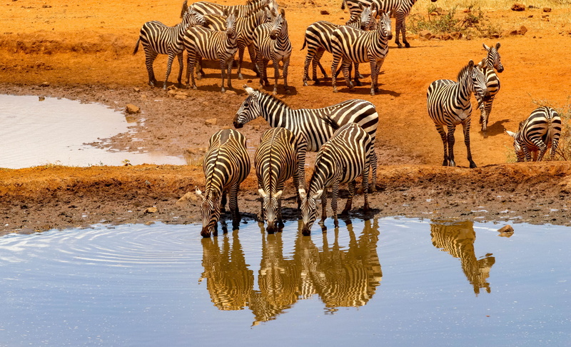 drink, no people, herbivorous, landscape, water, herd, water hole, zebras, reflection, animal, nature, striped, outdoors, africa, animal world, lake, vertebrate