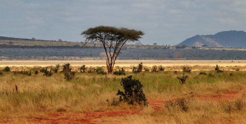 plant, beauty in nature, herbivorous, semi-arid, africa, tree, no people, arid climate, day, tranquil scene, land, animal, tsavo, safari, non-urban scene