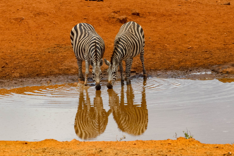 zebras, safari, reflection, landscape, mammal, kenya, two animals, lake, vertebrate, striped, water hole, herbivorous, amboseli, animals in the wild, wilderness