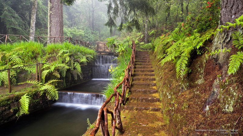 Nature, portugal, 2K, queimadas, madeira, forest, park