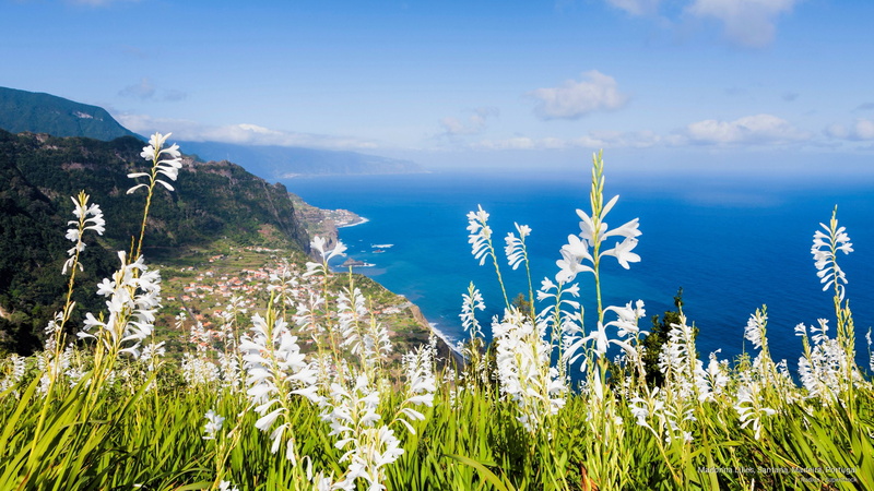 2K, santana, portugal, madeira, lilies, madonna, Flowers/Gardens