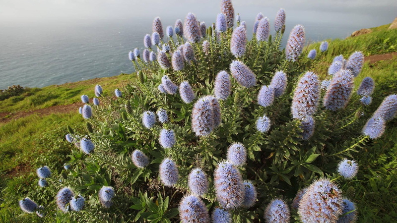 pride, blooming, flower, island, coast, isl, madeira, portugal, nature and landscapes, 1080P