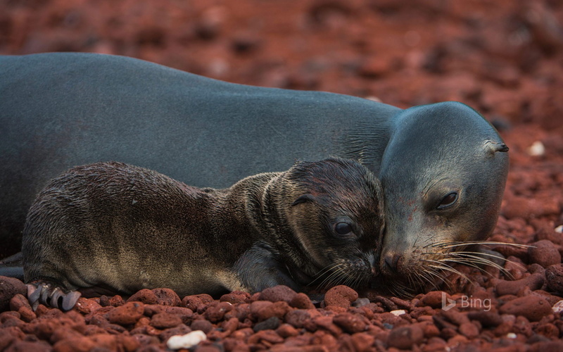 relaxation, outdoors, animal wildlife, bing, land, no people, underwater, whisker, 1080P, one animal, marine, solid, pebble, ecuador, galapagos, animals in the wild