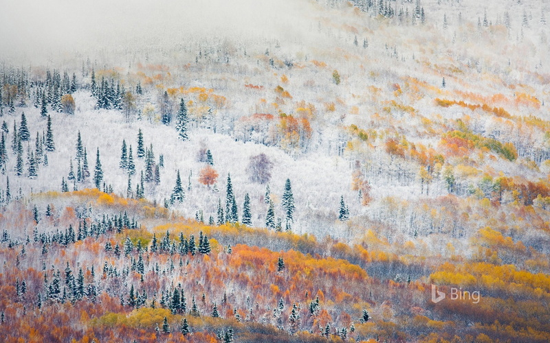 environment, forest, pine woodland, land, bing, day, des, no people, landscape, plant, backgrounds, pattern, coniferous tree, snowfall, fairbanks, outdoors