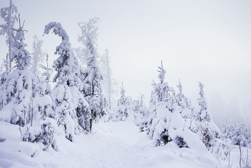 white color, sky, snowy, weather, Forest, foggy, fog, mountain, mountains, blue, extreme weather, woodland, cold temperature, no People, fir Tree, scenics