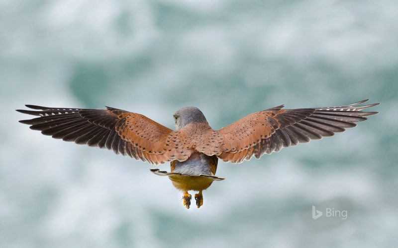 bird of prey, nature, outdoors, no people, kestrel, vertebrate, hunting, spread wings, flapping, rodents, full length, animal themes, focus on foreground