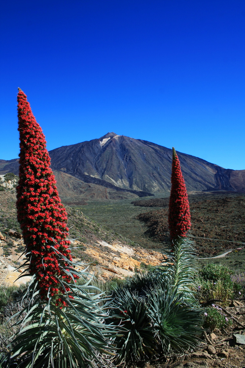 no people, flower, mountain, candles shaped, teide national park, volcano, red flowering tajinaste, tranquility, teide, clear sky, tranquil scene, day