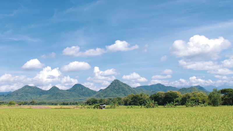 plant, land, environment, sky, cloud - sky, nature, field, rural scene, tranquil scene, grass, tree, 4K, growth, indonesian, agriculture, tranquility