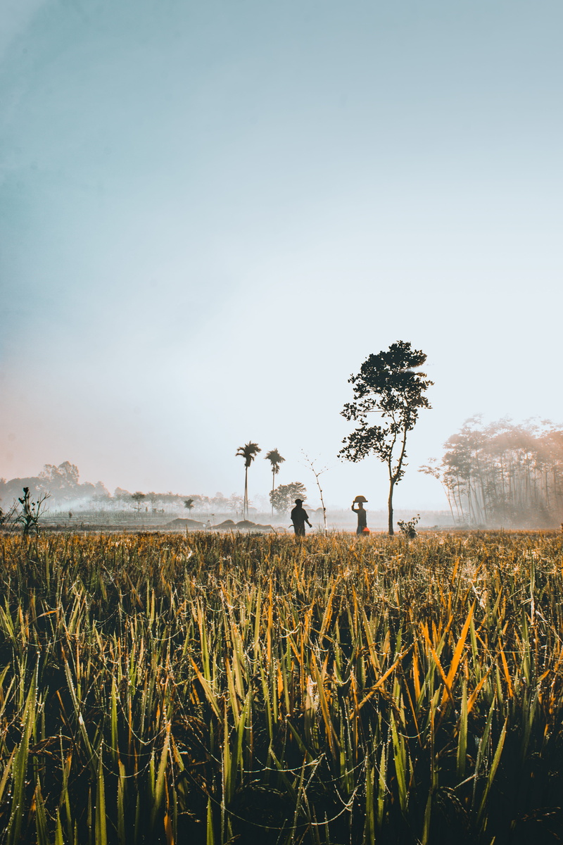 growth, plant, land, photography, autumn, rural Scene, indonesia, silhouette, human interest, outdoor, beside, sunrise, person, fog, sunrise - Dawn, traditional