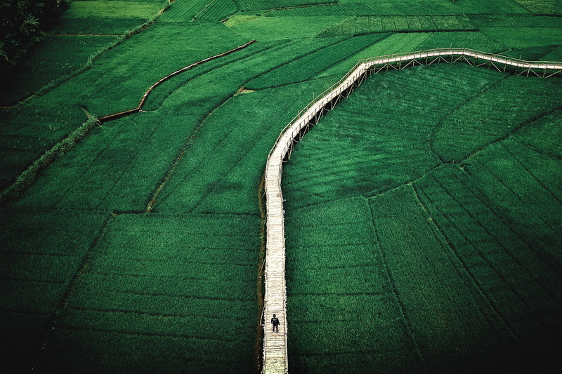field, no people, grass, environment, agriculture, beauty in nature, tranquil scene, time, rice field, rural scene, landscape, photography, growth, terrace
