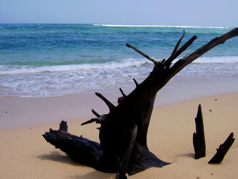 tropical, 2K, tranquility, beach, idyllic, sand, wood, horizon, nliyep, driftwood, water, beach sand, no people, east java, sky, sea, dead plant, nature