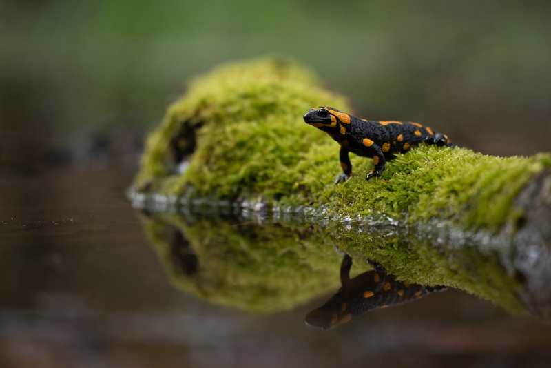 Animal, Lizard, Reptile, Reflection, Moss, Salamander, 1080P