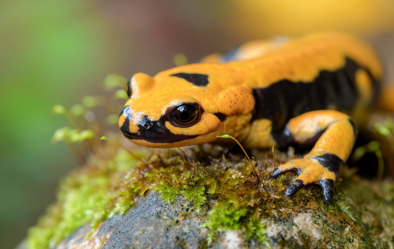Animal, Wildlife, Lizard, Salamander, Reptile, 2K