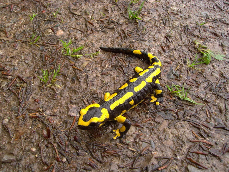 animal, salamander, spotted, land, invertebrate, outdoors, plant, nature, one animal, 1080P, field, high angle view, animal markings, amphibian, animals in the wild