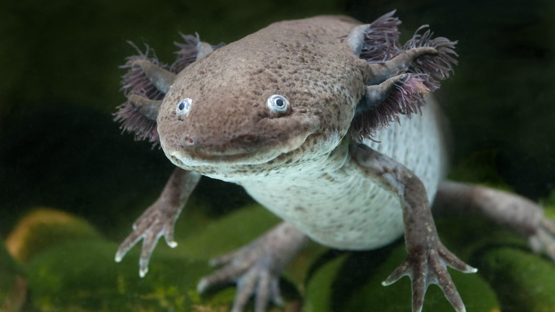 animals in the wild, organism, walking fish, animal wildlife, plant, reptile, underwater, outdoors, fish, nature, vertebrate, focus on foreground, close-up