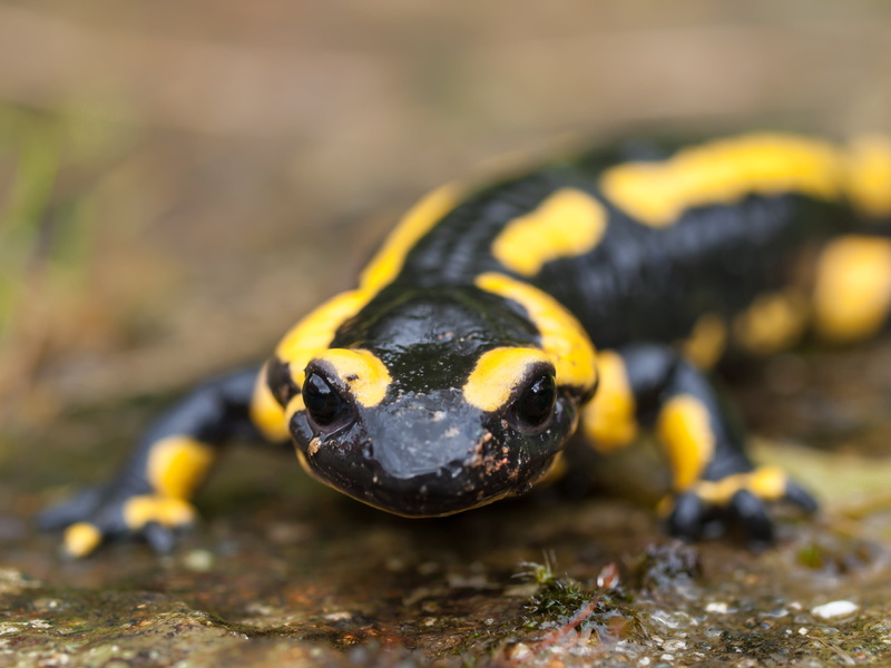 wet, reptile, vacation, family, 2K, animal, Buais, nature, lizard, digital-slr, Normandy, Zuiko Digital, Olympus E-3, France, Fire Salamander, wildlife