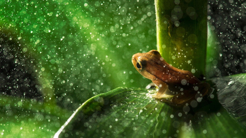 water, 1080P, animal, amphibian, salamander, close-up, one animal, tailed frog, wet, newt, no people, eye, rain, green color, day, frog, nature, animal themes