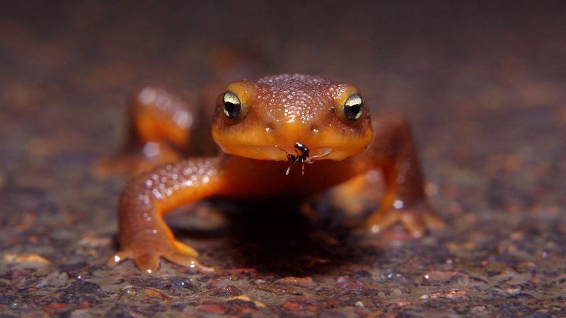 crawling, animals in the wild, undersea, animal wildlife, vertebrate, sea, spotted salamander, 1080P, outdoors, front view, sea life, amphibian, water