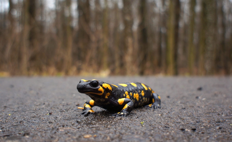 forest, vertebrate, plant, tree, nature, road, selective focus, animal wildlife, woodland, 1080P, fire salamander, outdoors, day, salamander, animals in the wild