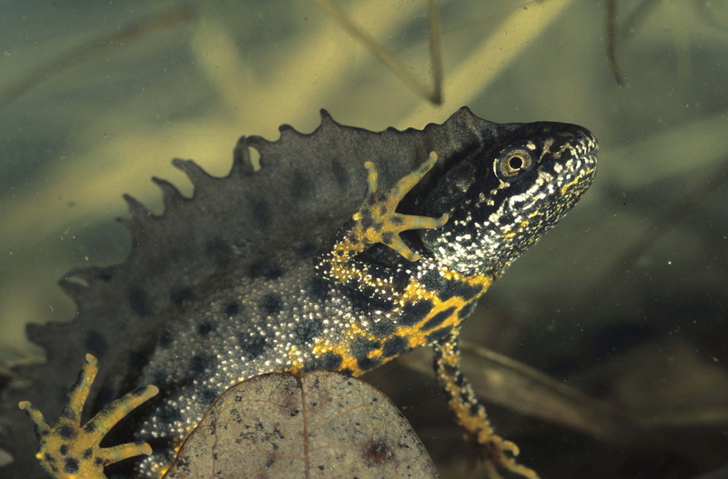 living Organism, amphibian, close-up, brown, wildlife, side view, communication, macro, animal body part, profile view, small, 5K, animal themes, sea life