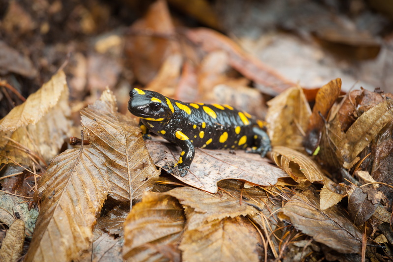 animals in the wild, vertebrate, day, nature, landscape, leaf, close, fire salamander, wild, outdoor, outdoors, newt, animal wildlife, invertebrate, forest