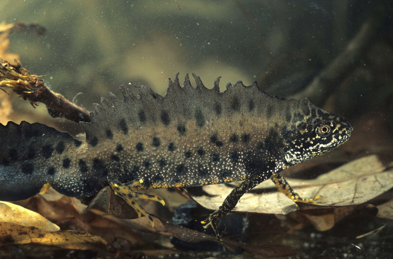 vertebrate, black, close-up, lizard, outdoors, animal themes, animal scale, amphibian, sea life, wildlife, underwater, water, marine, animal, forest, backgrounds