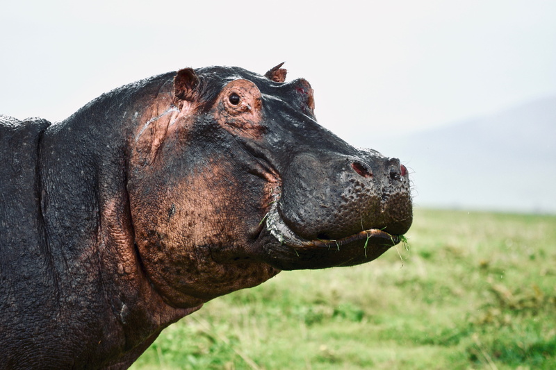 elephant, sky, salamander, leopard, zoo, animal themes, no people, rhino, amphibian, reptile, mammal, grass, mouth open, seal, mud, animal body part, focus on foreground