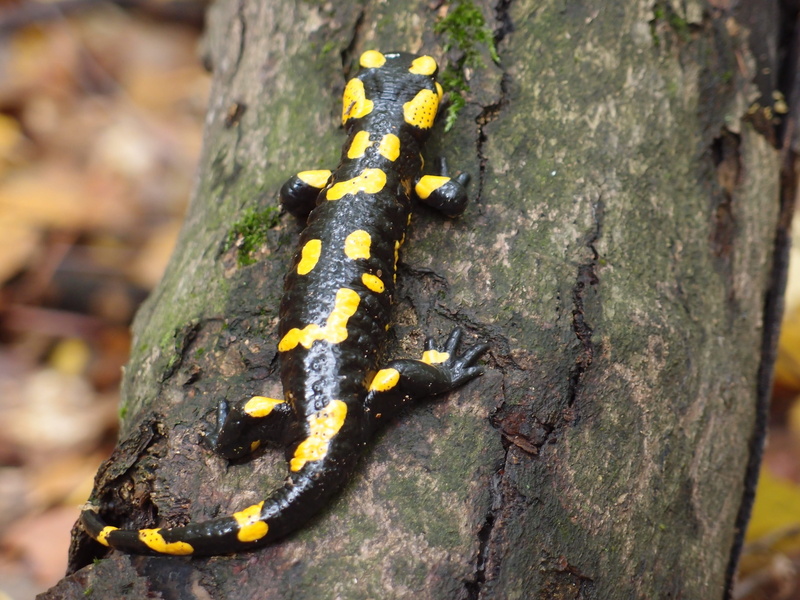 plant bark, day, animal, insect, the salamander, close-up, nature, animals in the wild, no people, animal themes, tree trunk, focus on foreground, animal wildlife
