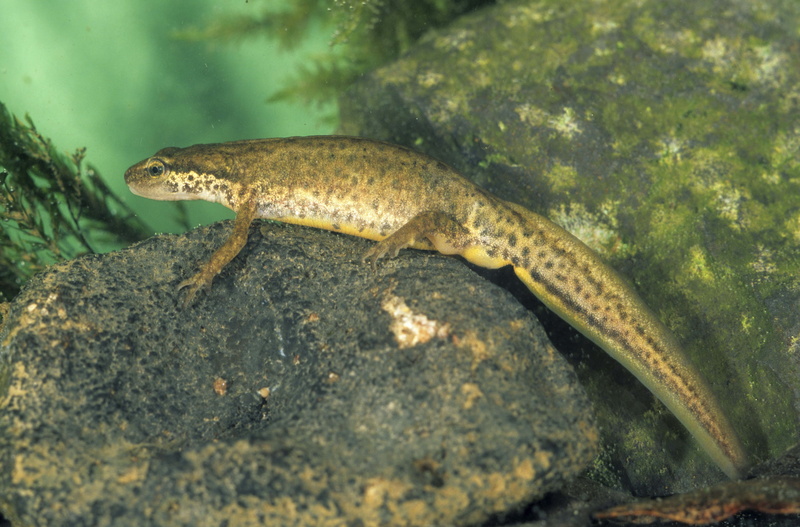 one animal, day, stone, animal themes, water, salamander, amphibian, animal scale, green Color, sea, sea life, full length, newt, lizard, 5K, living Organism