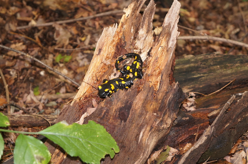 4K, spotted salamander, no people, salamander, plant, trunk, butterfly - insect, close-up, forest, day, focus on foreground, tree, animals in the wild