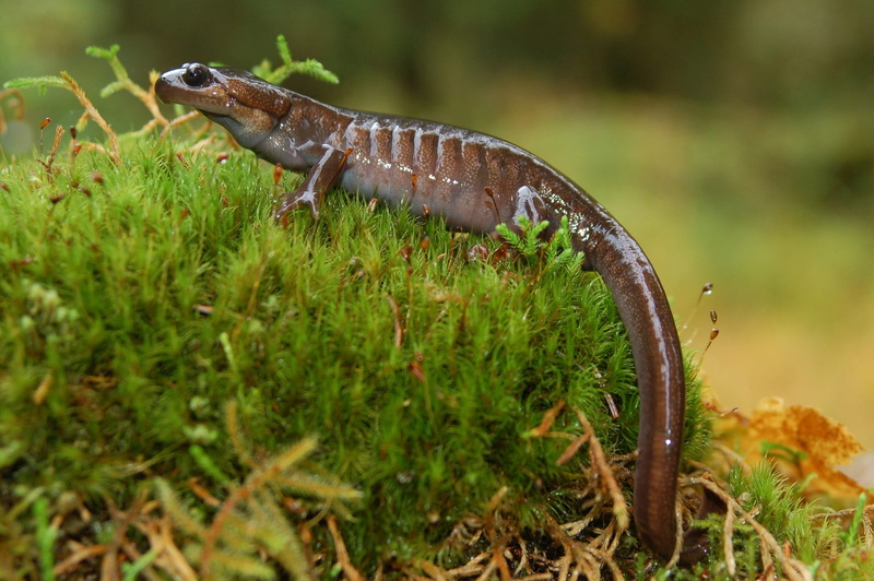 portrait, 1080P, animal themes, lizard, focus on foreground, animal wildlife, animals in the wild, poisonous, animal, side view, profile, green color