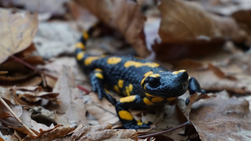 land, reptile, animal scale, leaf, no people, 2K, animal head, creature, day, selective focus, vertebrate, dry, poisonous, salamander, animal body part
