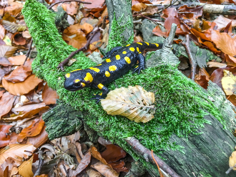 close-up, 4K, butterfly - insect, green color, outdoors, tree, animal wildlife, high angle view, no people, one animal, fire salamander, day, salamander