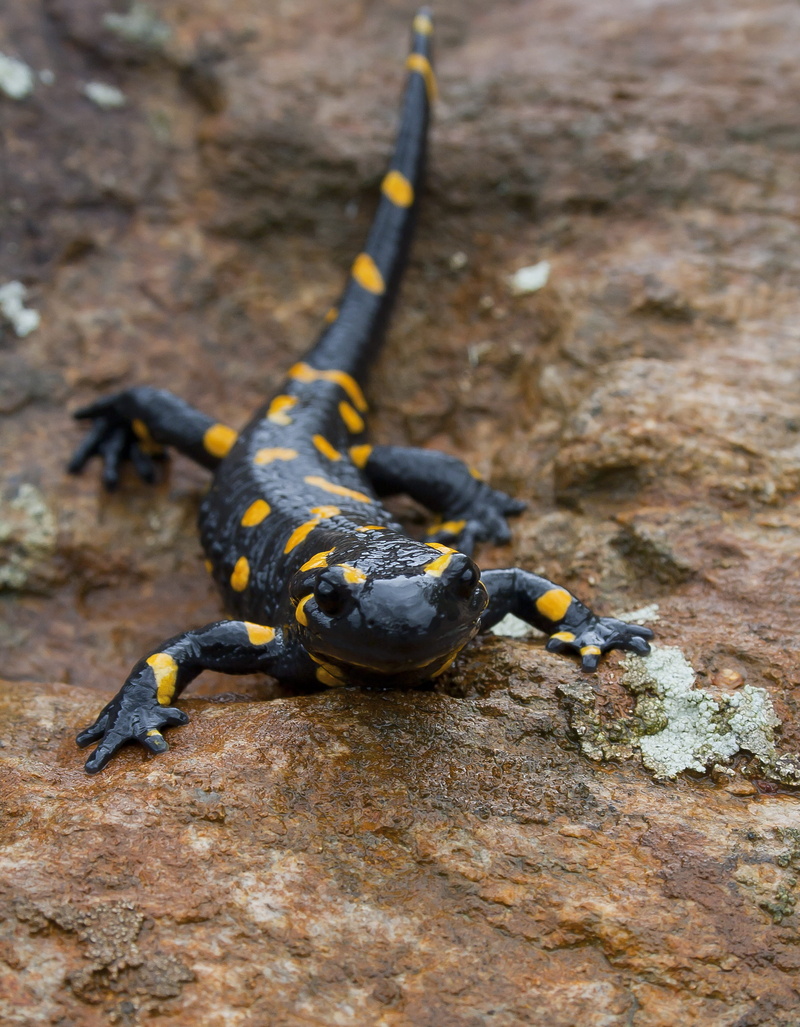 high angle view, black color, gift, moist, textured, spotted, insect, zoology, fire salamander, amphibian, outdoors, invertebrate, nature, 2K, one animal