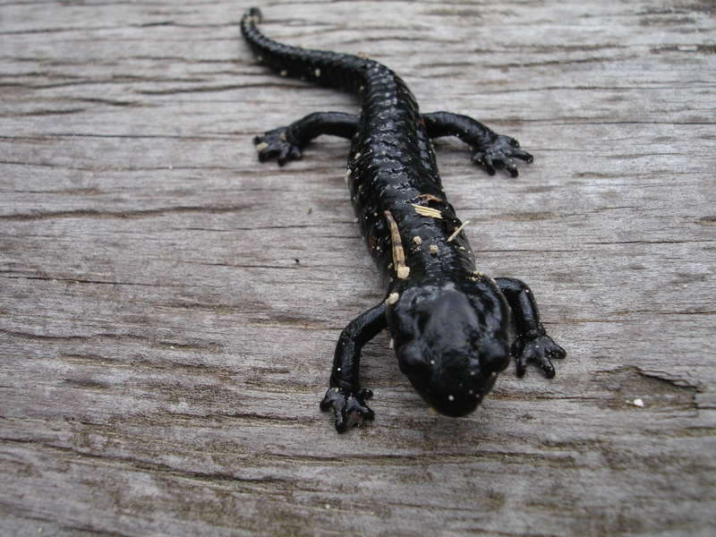 black color, wood - material, amphibian, lizard, no people, food and drink, reptile, black, animal themes, animal, 1080P, focus on foreground, creature