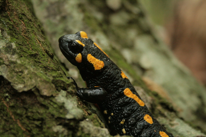 salamander on tree, selective, newt, black, nature, tree trunk, disguised, forest, animal, trunk, salamander, close-up, tree, one animal, animal wildlife