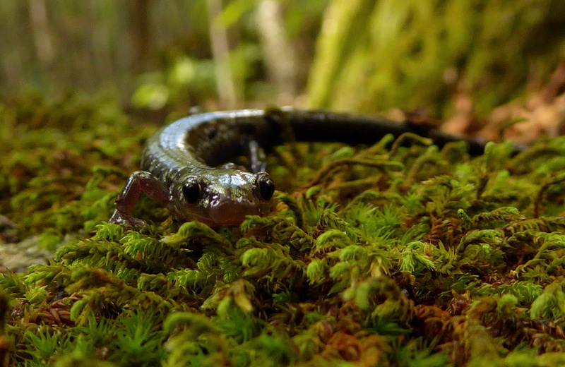 grass, woods, marine, eyes, animal, animal themes, plant, land, one animal, animals in the wild, crawl, animal wildlife, outdoors, moss, nature, reptile