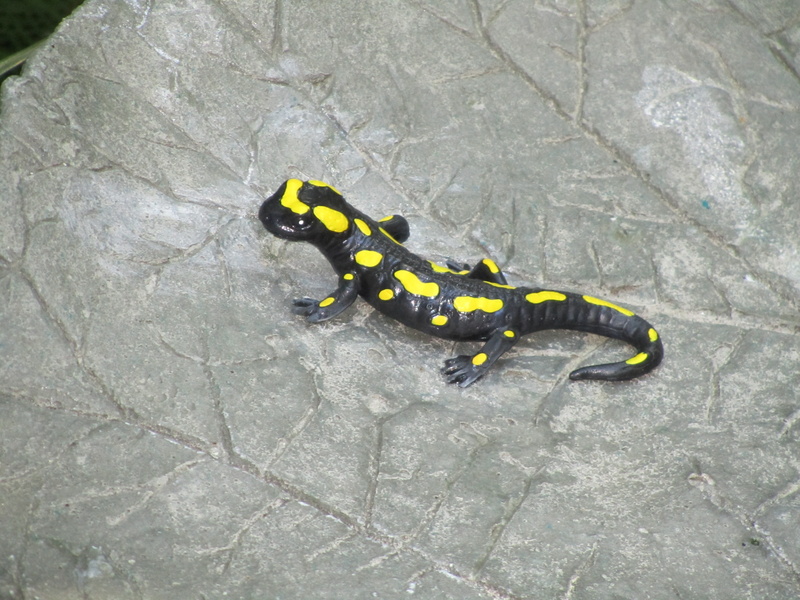 footpath, invertebrate, lizard, high angle view, one animal, animal, rock, zoology, black color, day, insect, black, animal markings, reptile, animal themes