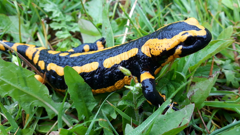 2K, animal wildlife, salamander, leaf, reptile, fire salamander, animals in the wild, black, outdoors, animal themes, day, amphibian, garden, no people