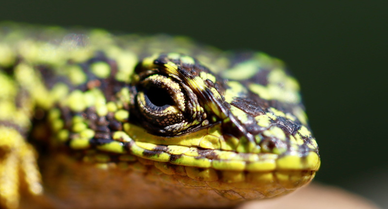 animals in the wild, iguana, flora, looking, portrait, animal scale, amphibian, close-up, black, poisonous, animal, wildlife, day, reptile, one animal