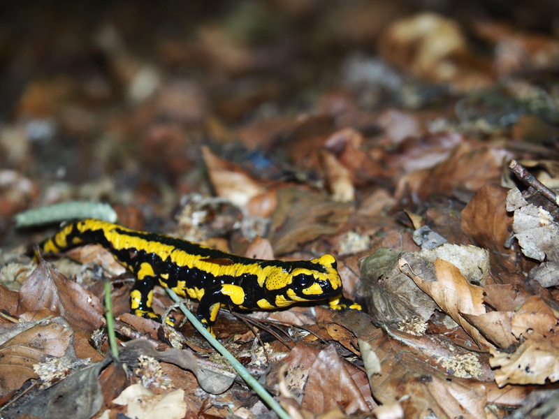close-up, yellow, reptile, one animal, day, invertebrate, animals in the wild, macro, no people, side view, amphibian, salamander, caterpillar, outdoors