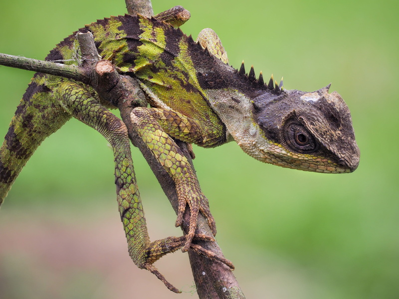plant, lizard, reptile, vietnam, profile view, animal head, 5K, animal themes, branch, wildlife, chameleon, no people, reptiles, close-up, outdoors, animal wildlife