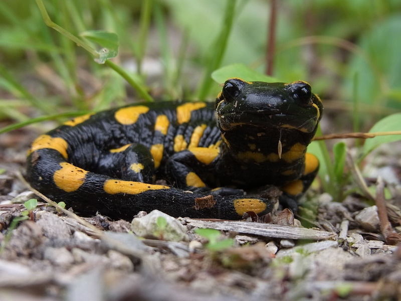 animals And Pets, Fire Salamander, mouth open, daytime, selective focus, black color, animals in the wild, snake, reptile, vertebrate, 2K, outdoors, nature