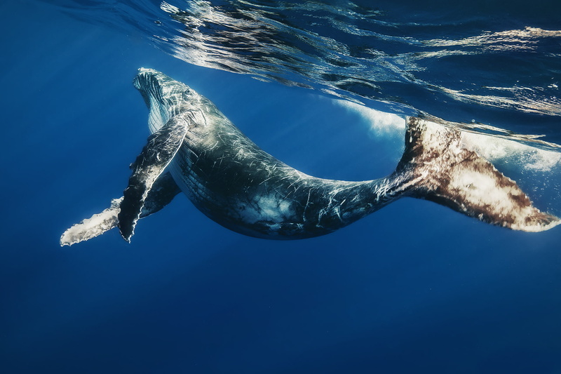 underwater, mammal, swimming Animal, 1080P, water, kit, undersea, aquatic Mammal, the baby whale, swimming, outdoors, humpback whale, animal, the ocean