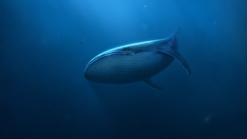 underwater, whale, sea, divers, digital art, mammals, 1080P, blue